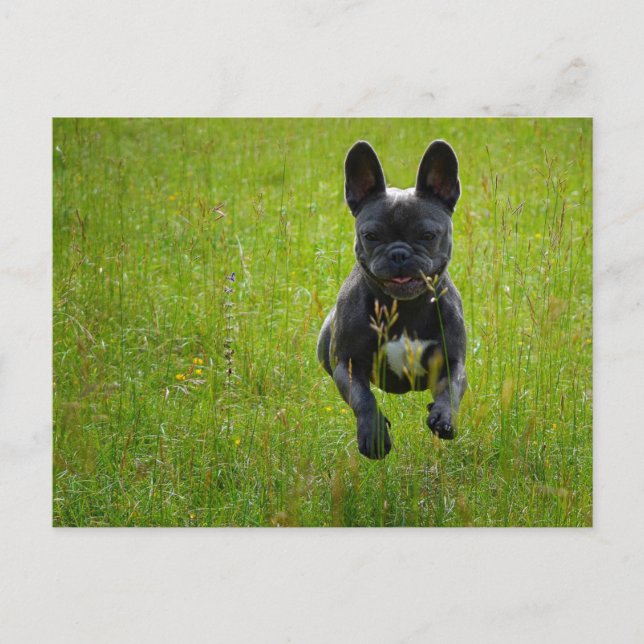 French Bulldog jumping on a high grass field Postcard (Front)