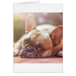 french bulldog laying