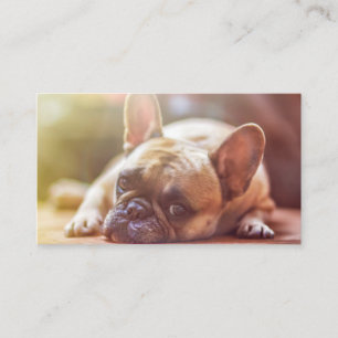 french bulldog laying business card