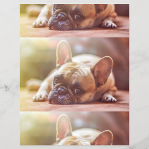 french bulldog laying flyer