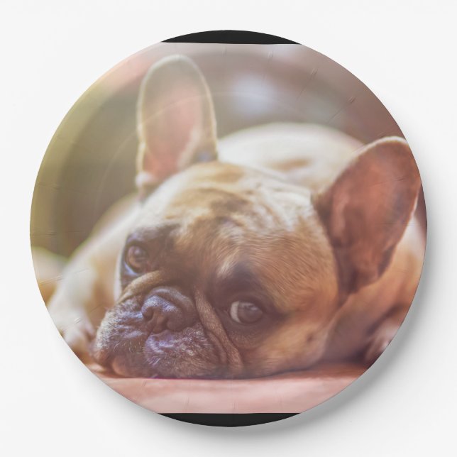 french bulldog laying paper plate (Front)