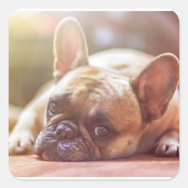 french bulldog laying square sticker (Front)