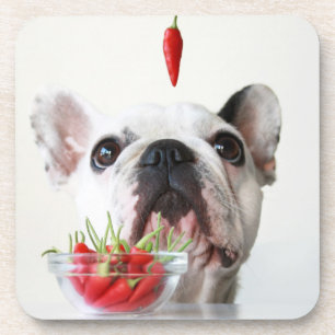 French Bulldog Looking At A Red Pepper Coaster