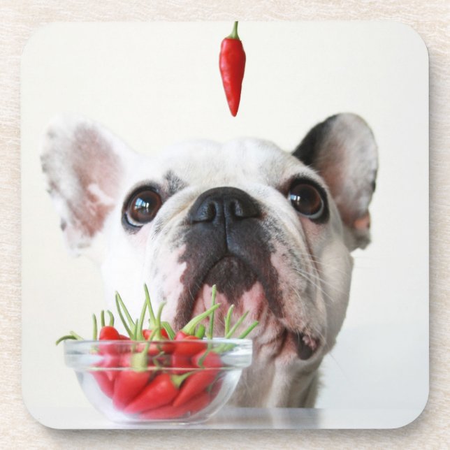 French Bulldog Looking At A Red Pepper Coaster (Front)