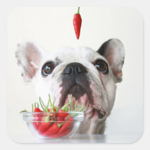 French Bulldog Looking At A Red Pepper Square Sticker