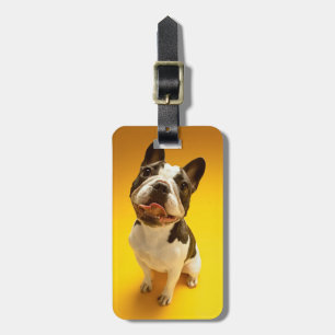French Bulldog Looking Up Luggage Tag