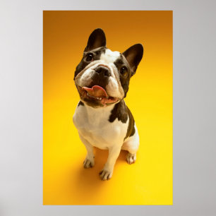 French Bulldog Looking Up Poster
