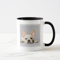 French Bulldog Lying Down