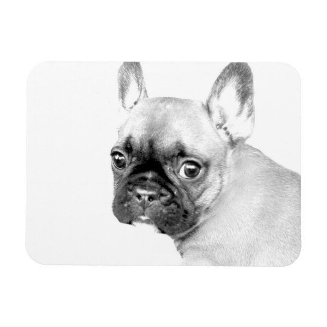 French Bulldog Magnet (Horizontal)