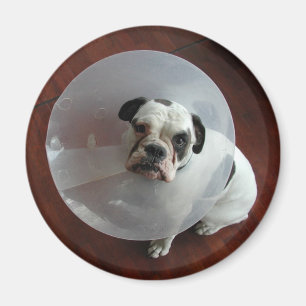 French Bulldog Magnet