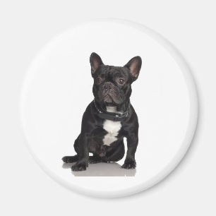French Bulldog Magnet