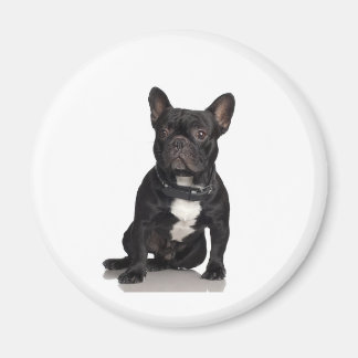 French Bulldog Magnet