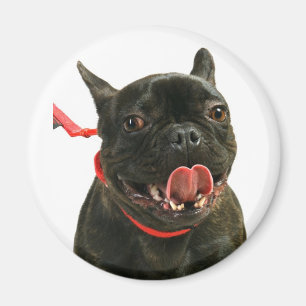 French Bulldog Magnet