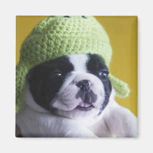French Bulldog Magnet