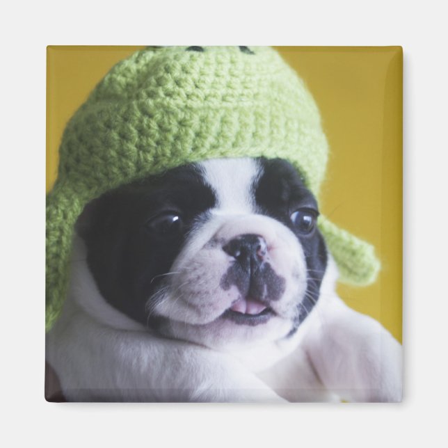 French Bulldog Magnet (Front)