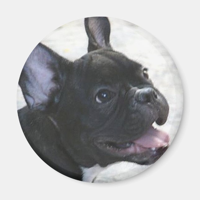French Bulldog magnet (Front)