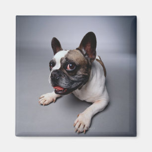 French Bulldog Magnet