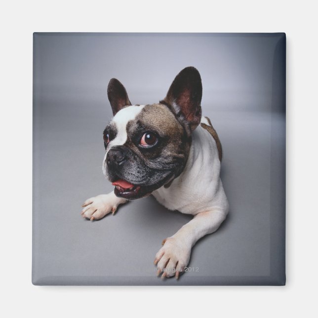 French Bulldog Magnet (Front)