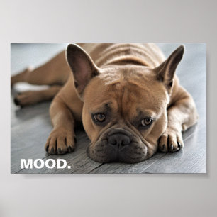 French Bulldog Mood Poster