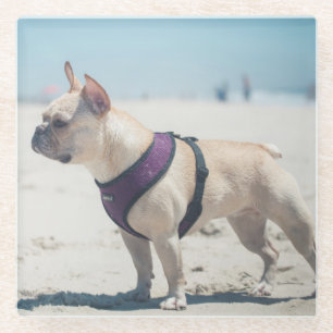 French Bulldog On Beach Glass Coaster