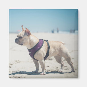 French Bulldog On Beach Magnet