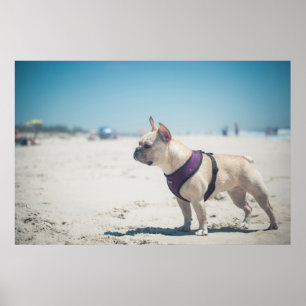 French Bulldog On Beach Poster