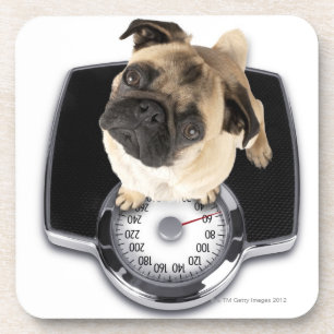 French bulldog on scales looking up at camera coaster