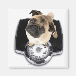 French bulldog on scales looking up at camera magnet