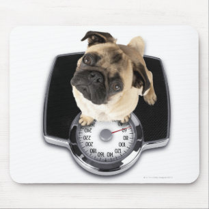 French bulldog on scales looking up at camera mouse mat