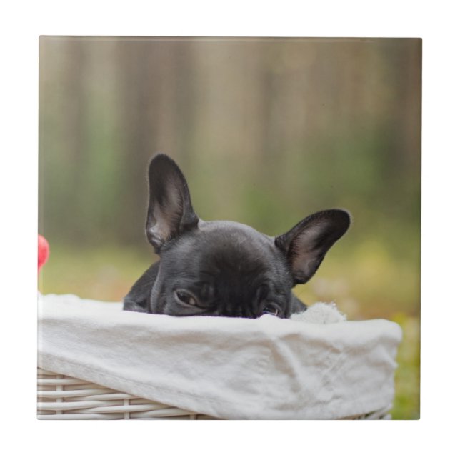 french bulldog peeking puppy tile (Front)