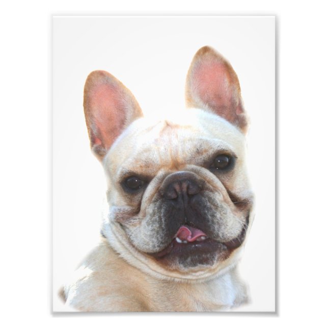 French bulldog photo (Front)