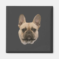 French Bulldog Photo Cute Face Picture