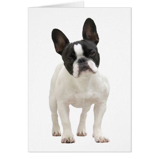 French Bulldog photo greeting card