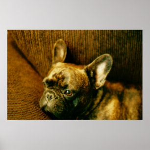 French Bulldog Photo Poster