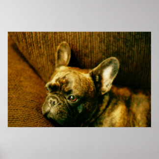 French Bulldog Photo Poster