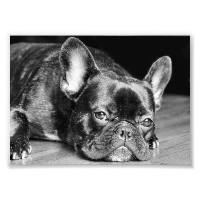 French Bulldog Photo Print (Front)