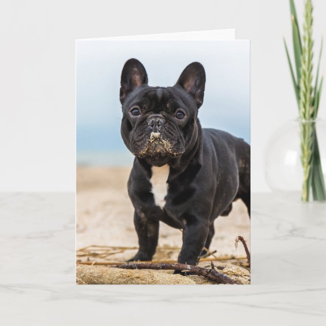 French Bulldog Playing in the Sand Card (Front)