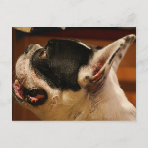 french-bulldog.png postcard