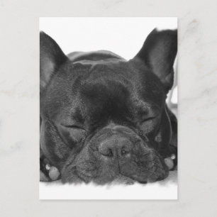 French Bulldog Postcard