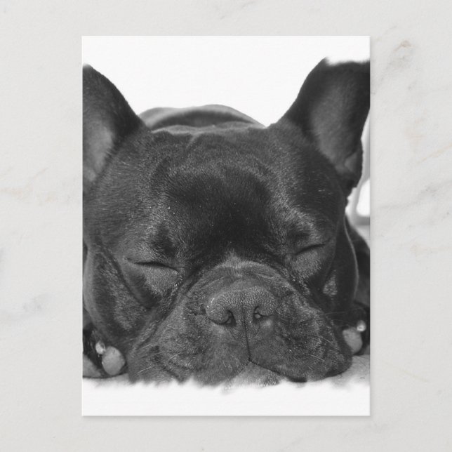 French Bulldog Postcard (Front)