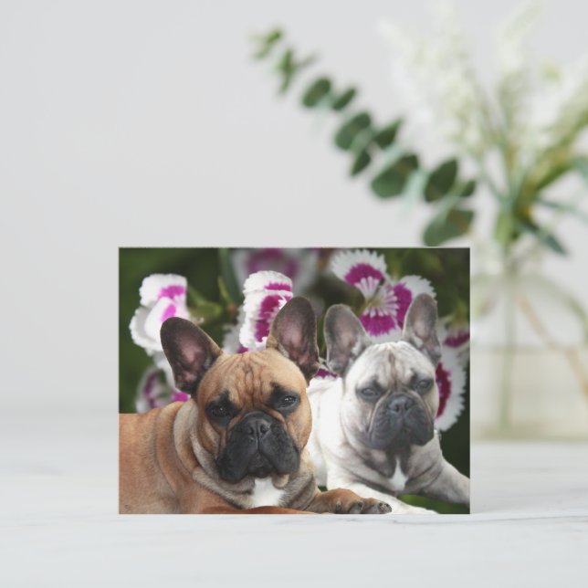 French Bulldog postcard (Standing Front)