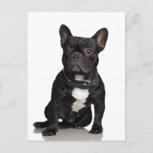 French Bulldog Postcard