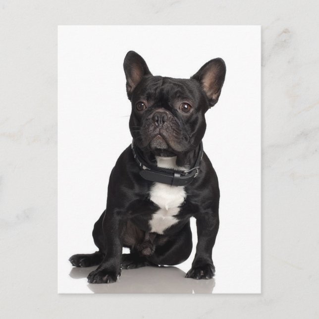French Bulldog Postcard (Front)