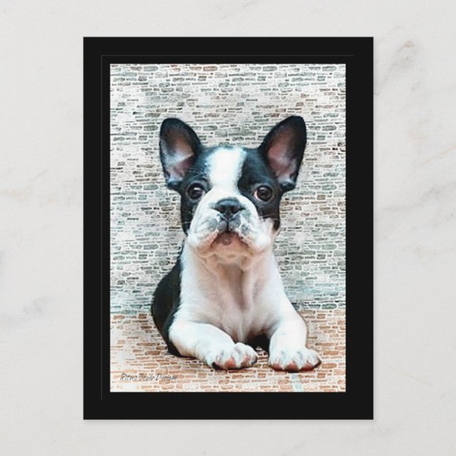 French Bulldog postcard (Front)