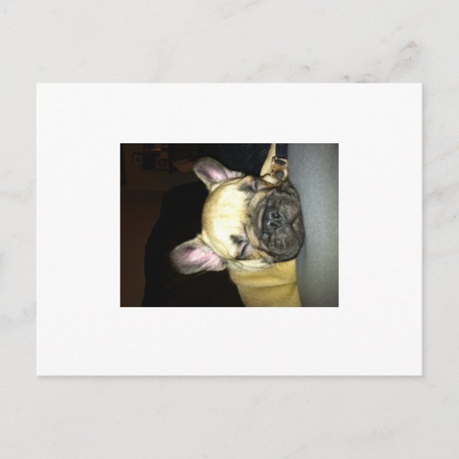 French bulldog postcard (Front)