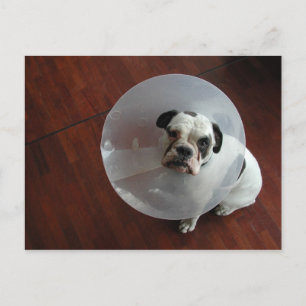 French Bulldog Postcard