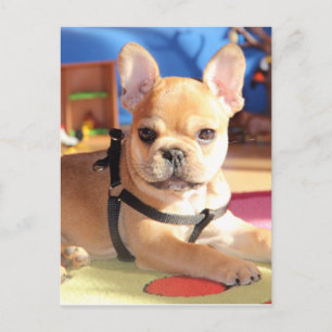 French Bulldog postcard