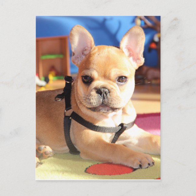 French Bulldog postcard (Front)