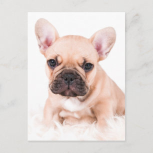French Bulldog Postcard
