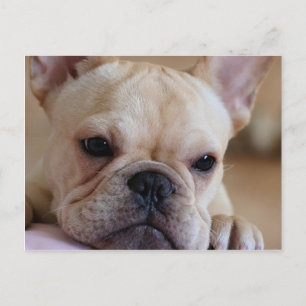 French Bulldog Postcard